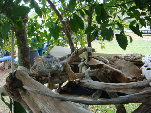Lizard's Tree