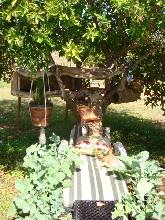 Lizard's Tree