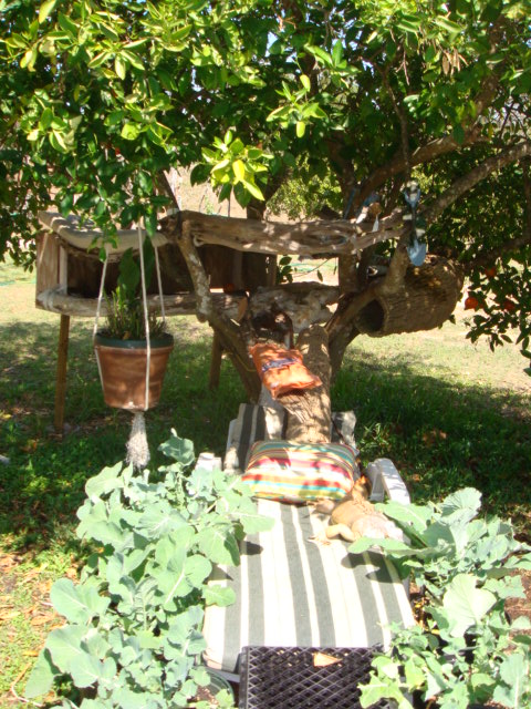 Lizard's Tree