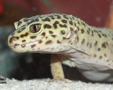 Look into my eye my little cricket