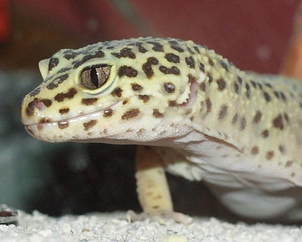 Look into my eye my little cricket