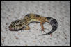 Leopard Gecko 1