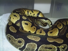 Pastel Breeding