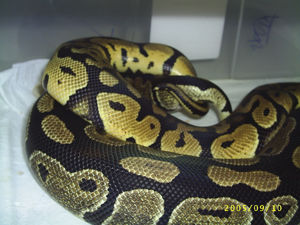 Pastel Breeding