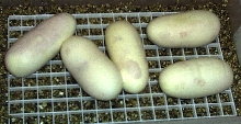 Easter Eggs