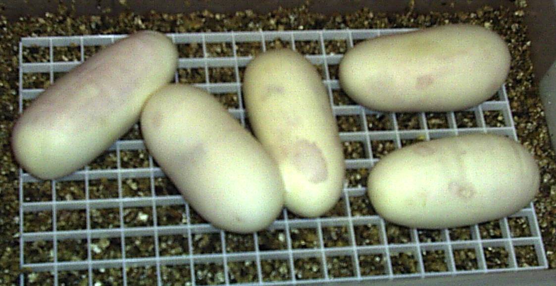 Easter Eggs