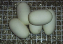 Eggs0602