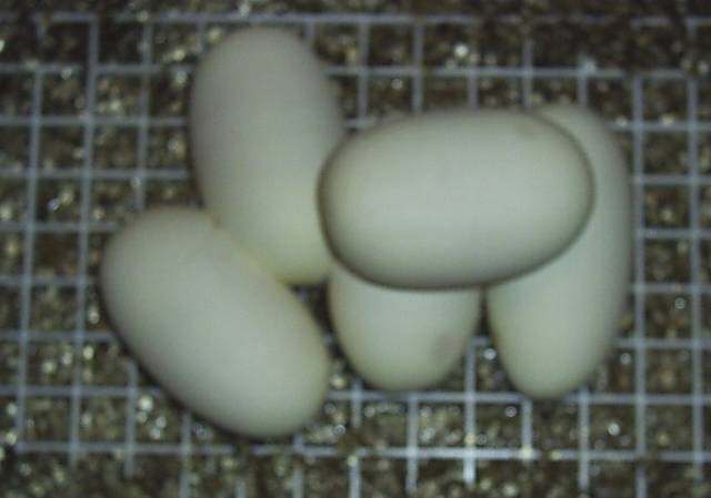 Eggs0602
