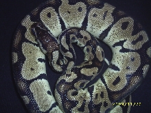 white pastel