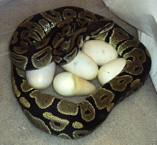 mom on eggs