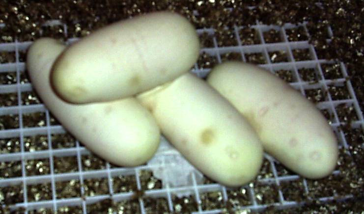 Good Eggs