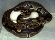 medusa on her eggs
