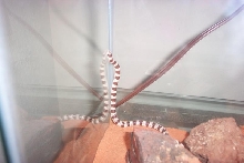 mojave shovlenose