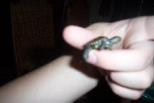 what is it