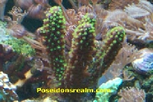 Green Acropora Frag