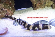 Banded Cat Shark Hatched from Egg
