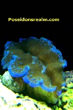 Pretty Clam