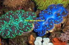 Maxima & Crocea Clams