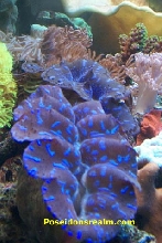 Side view of Clam