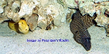 Dragon MOray and Golden Moray