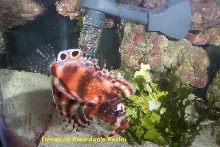 Fu Man Chu Lionfish