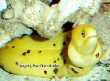 Golden Moray