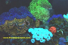 Reef at Night