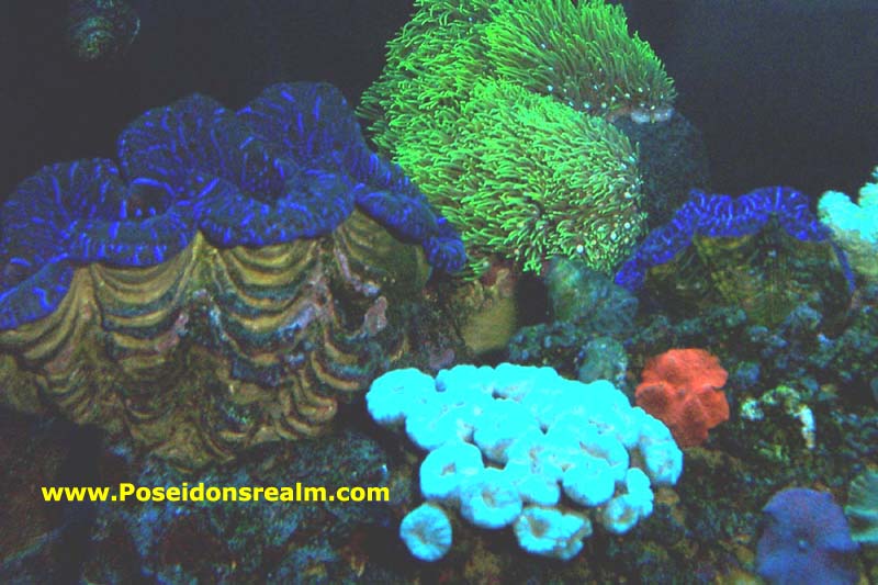 Reef at Night