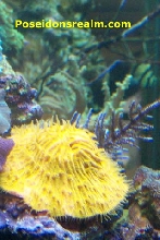 Orange Plate COral