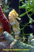 Ocean Rider Sunburst Seahorse