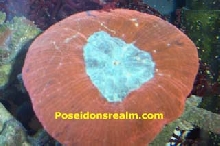 Red Brain Coral