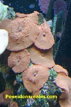 Red Mushrroms