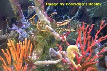 6 Seahorses