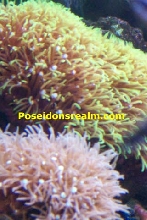 Star Polyps