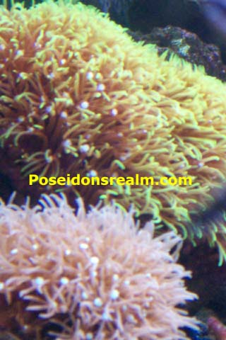 Star Polyps