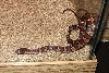 "04 Brown phase mex mex 2