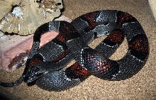 '00 dark alterna female