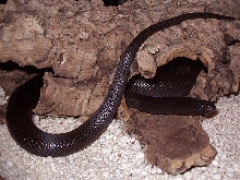 '02 female melanistic thayeri