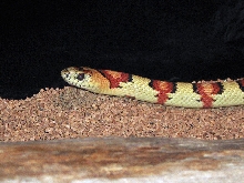 '03 male thayeri