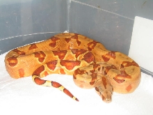 MY BLAZE