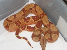 ANOTHER PIC OF MY BLAZE