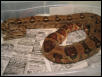 6FT FEMALE HYPO PIC