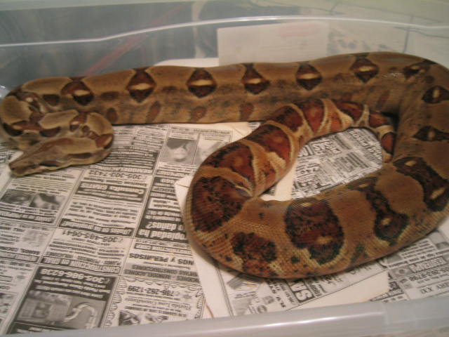 6FT FEMALE HYPO PIC