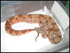 03 FEMALE HYPO W/ CENTRAL AMERICAN LOOKS