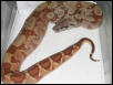 FEMALE HYPO W/ CENTRAL AMERICAN LOOKS PIC 2