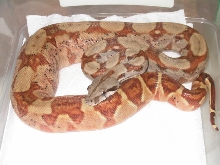 FEMALE HYPO W/ CENTRAL AMERICAN LOOKS