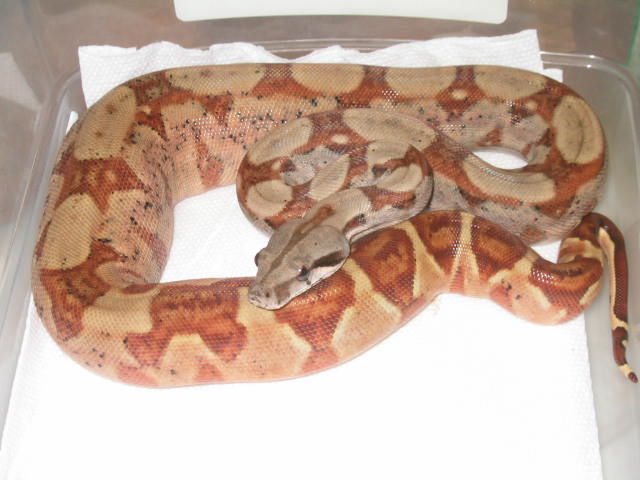 FEMALE HYPO W/ CENTRAL AMERICAN LOOKS