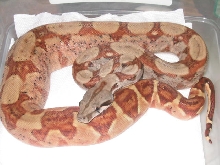 FEMALE 03HYPO W CENTRAL AMERICAN LOOKS PIC 4