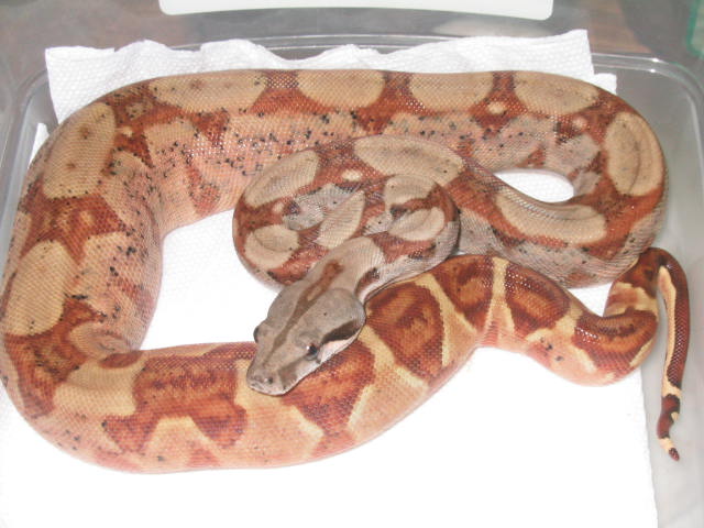 FEMALE 03HYPO W CENTRAL AMERICAN LOOKS PIC 4