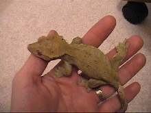 Godzilla